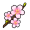Kritias Cherry Blossom
