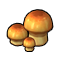 Pine Mushroom